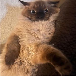 Meet your Posher, Samantha